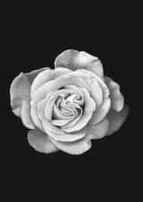 rose flower Card 32916 created by INSPIRE