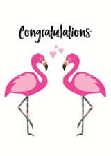 Pink flamingos - congratulations design created by Chameleon and Co