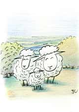 Sheep newborn Card 24323 created by Jon Warren