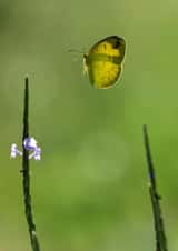 fly flying Card 22329 created by Raviprakash SS