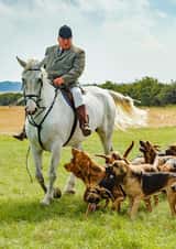 bloodhounds hunting Card 24590 created by Matt Limb OBE