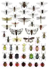 insects insect Card 26127 created by D J R Bennett