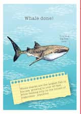 whlae shark Card 34375 created by Ceri Thomas