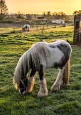 feeding Ponies, Norwich, ponies, ponies at sunrise, Ponies on reserve, Ponies on the Heath, sunrise on the Heath, Uk < Allium Flower, Wensum Nature Reserve Card 23543 created by Gary Rayner Photography