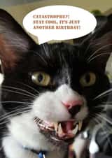 cat funny Card 35596 created by Bridget Peirson-Davis