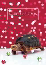 christmas tortoise Card 37305 created by Lolly & Nodge