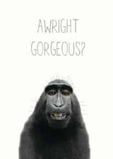 awright gorgeous Love & Friendship Card 14510 created by Chocolate Frog