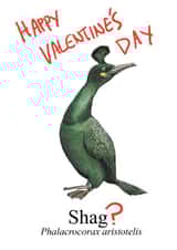 shag bird Valentines Day Card 38313 created by Blair