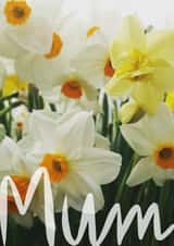 mum mothersday Card 26548 created by Judy Bainbridge