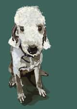 poodle pet Birthday Card 16837 created by Higgledy Pets