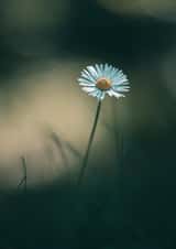 missing you daisies Card 31988 created by Duncan Buchanan