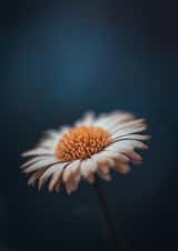 Thinking of you Missing you Card 31989 created by Duncan Buchanan