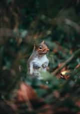 squirrel woodland Just because Card 1086 created by Lorna Ellen Photos