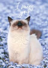 cat miss Card 23490 created by Alina Shevelina