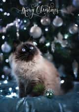 Christmas created by Alina Shevelina