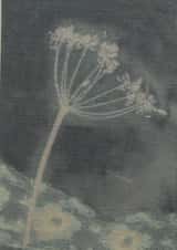 Card 45814 created by Hannah Morris