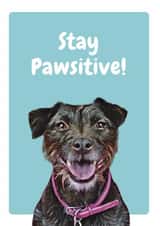 stay positive Just because Card 20647 created by Studio Woof