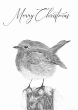 Hand Drawn Robin in a Winter Scene - Perfect for a Merry Christmas created by Artisan Animal Prints