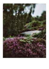 heather photography Card 32075 created by DesignsByFKB