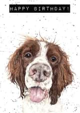 Springer Spaniel Dog Birthday Card created by Bramble Designs