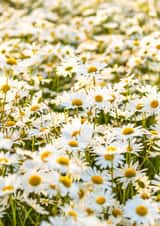 field daisies Love & Friendship Card 23760 created by Roger Voller