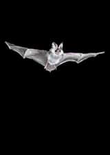 Card 23766 created by Holly T Burrows