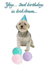 terrier puppy Birthday Card 48180 created by AmyJanePortraits