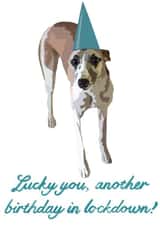 sarcastic dog Birthday Card 48181 created by AmyJanePortraits