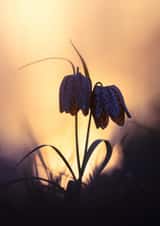 Card 23616 created by Blomme Sebastien