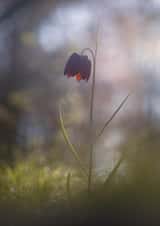 Card 23617 created by Blomme Sebastien