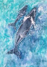 'Nurture' Humpback Whales Art Card created by Joy Clifton
