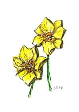 Cornish Daffs created by Maid of the Bay