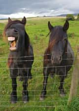 Goose at the Gate, the laughing pony! created by Phil The Fell