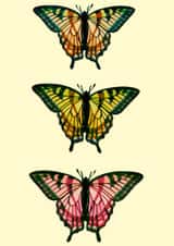 Tri-Butterfly Card created by Jenny Peach