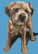 Border Terrier Card 1001 created by Higgledy Pets