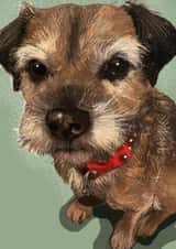 Border Terrier card 1000 created by Higgledy Pets
