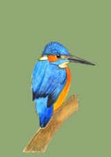 Kingfisher created by Rachel Croker