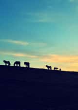 Sunset on the Fell Ponies created by Phil The Fell