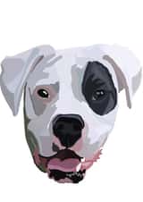 Happy Birthday boxer dog card created by Nelly Noos