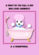 Poodles and showers. A match made in dog joke heaven! created by OMGitsDan