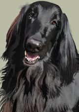 Flat Coat Retriever created by Higgledy Ink Illustration