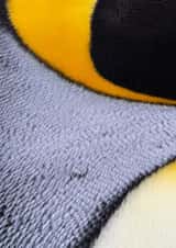 King Penguin created by Alex Hyde