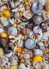 Shells - Isle of Skye, Scotland created by Alex Hyde