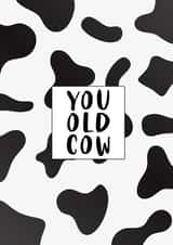 Rude birthday card: You old cow created by Prints With Personality