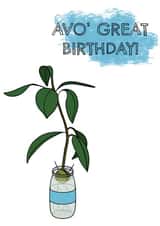 Avo' Great Birthday, Avocado Plant created by Emma Simonsen