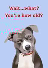Wait…what?You’re how old? Staffy Birthday Card created by Yamaste Art