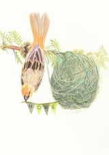 Weaver bird housewarming card created by Allthingsartbybex