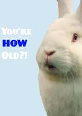 Shocked rabbit birthday created by Toby