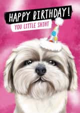 Cheeky Birthday Card for Loved Ones - Shih Tzu - You Little Shiht created by @thats.canny