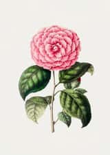 All Occasions Camelia Card created by eo design & photo